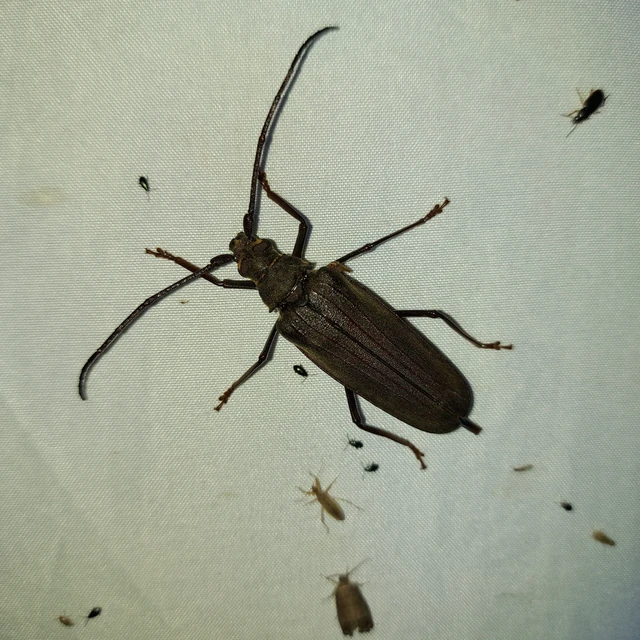 Aegosoma scabricorne - diófacincér Aegosoma scabricorne - diófacincér