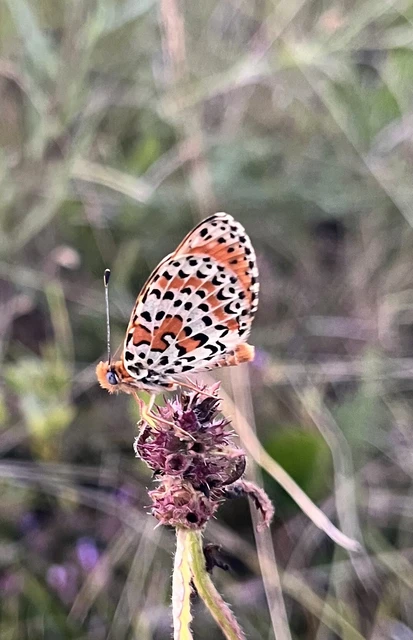 Melitaea didyma - tüzes tarkalepke