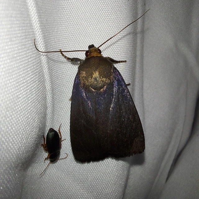 Amphipyra livida - zsírfényű bagoly