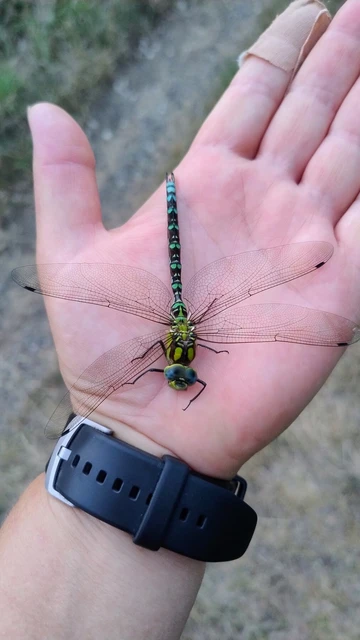 Aeshna cyanea - sebes karcsúacsa