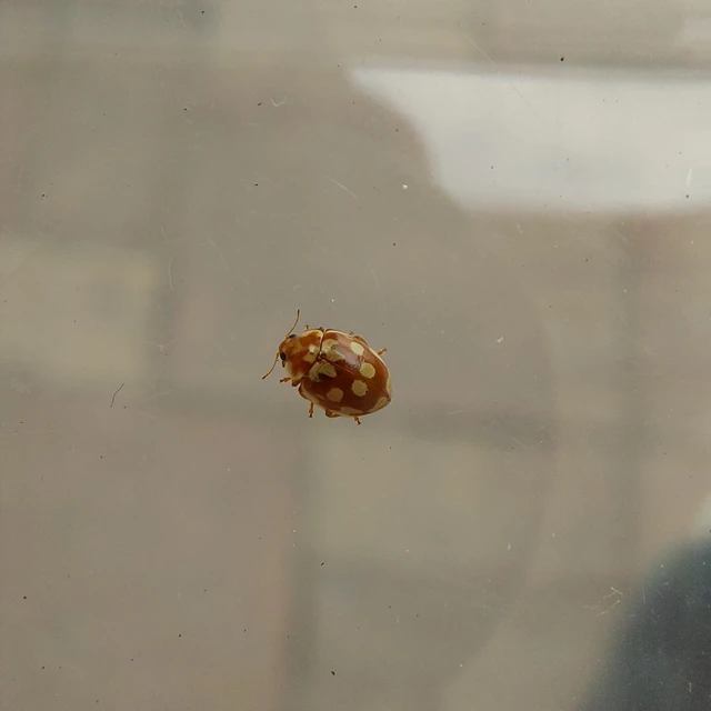 Myrrha octodecimguttata - tizennyolccseppes füsskata