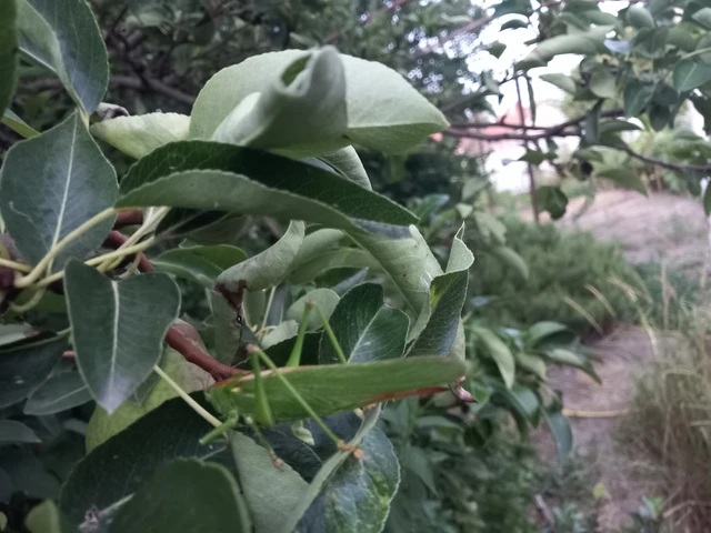 Orthoptera - Egyenesszárnyúak