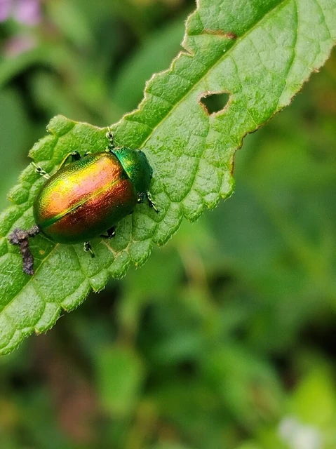 Coleoptera - Bogarak