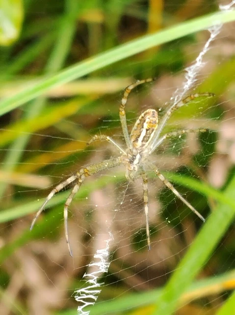 Araneae - Pókok