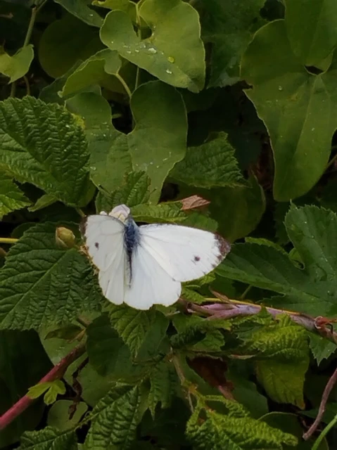 Pieris napi - repcelepke