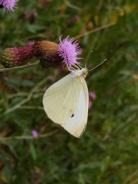 Pieris rapae - répalepke