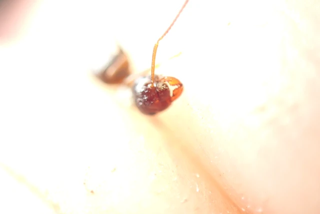 Lasius niger - közönséges feketehangya