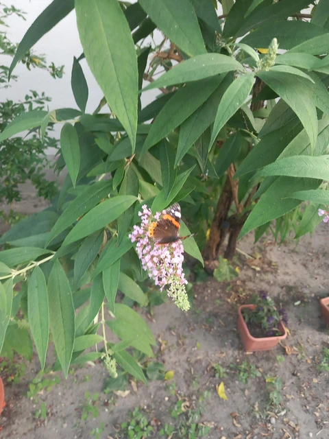Vanessa atalanta - atalantalepke