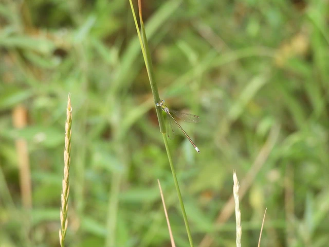 Lestes virens vestalis - kis rablószitakötő