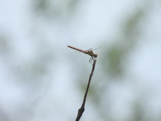 Sympetrum striolatum - harántsávos katona-szitakötő Sympetrum striolatum - harántsávos katona-szitakötő