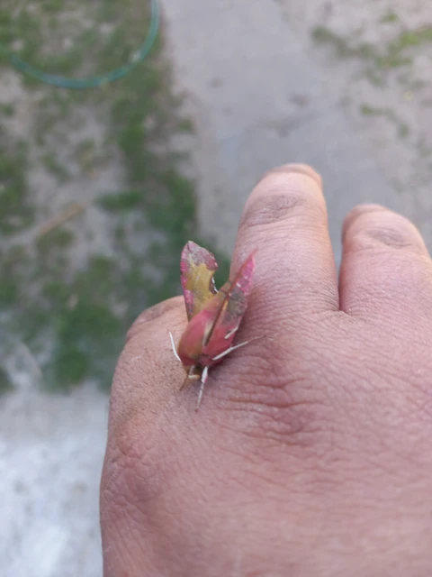 Deilephila porcellus - piros szender