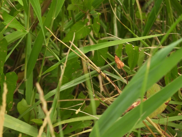 Lestes barbarus - foltosszárnyjegyű rablószitakötő
