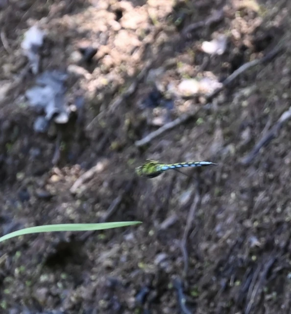 Aeshna cyanea - sebes karcsúacsa