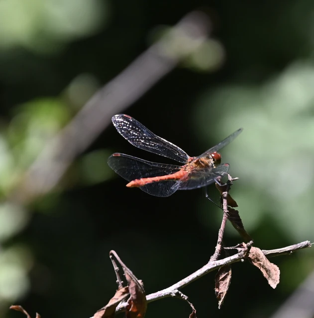 Sympetrum sanguineum - vörös katona-szitakötő Sympetrum sanguineum - vörös katona-szitakötő