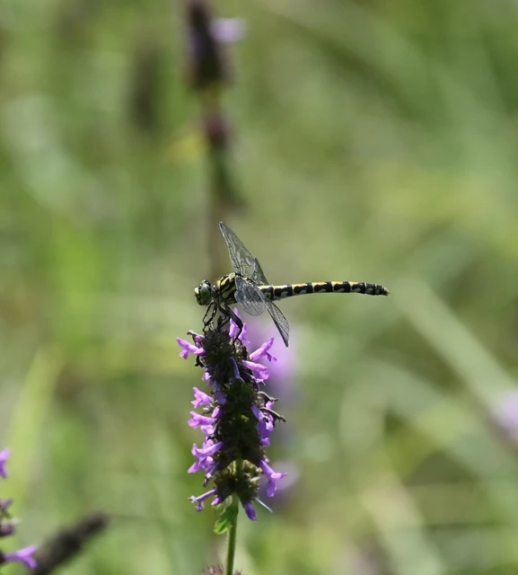 Onychogomphus forcipatus - gyűrűs folyami-szitakötő Onychogomphus forcipatus - gyűrűs folyami-szitakötő