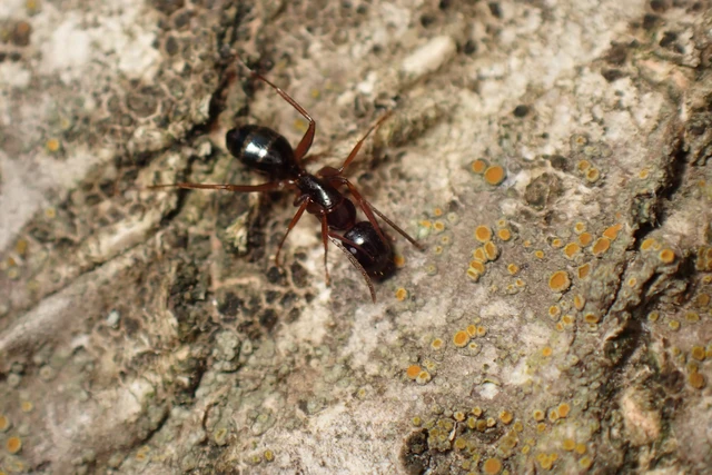Camponotus fallax - ligeti lóhangya