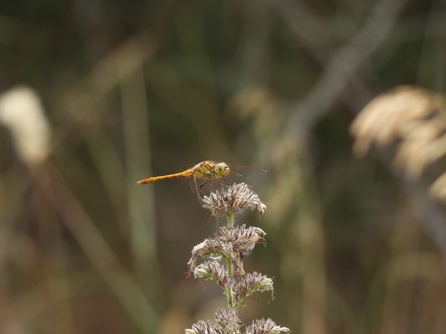 Sympetrum vulgatum - barkós katona-szitakötő Sympetrum vulgatum - barkós katona-szitakötő