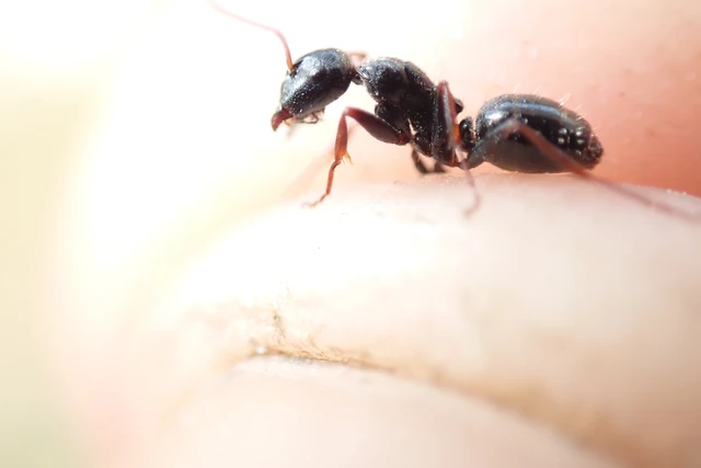 Camponotus atricolor - nyerges lóhangya