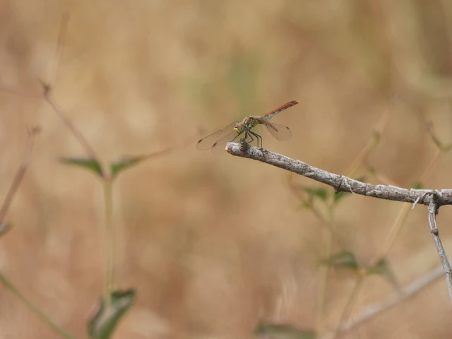 Sympetrum sanguineum - vörös katona-szitakötő Sympetrum sanguineum - vörös katona-szitakötő