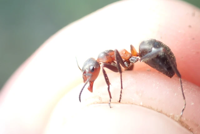 Formica pratensis - réti vöröshangya