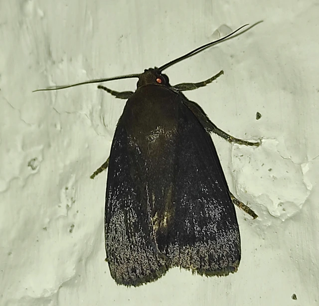 Amphipyra livida - zsírfényű bagoly