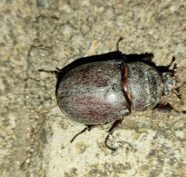 Oryctes nasicornis - orrszarvú bogár Oryctes nasicornis - orrszarvú bogár