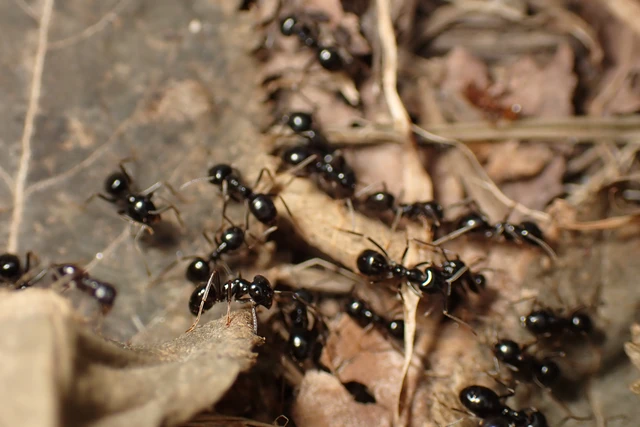 Lasius fuliginosus - kartonépítő fahangya