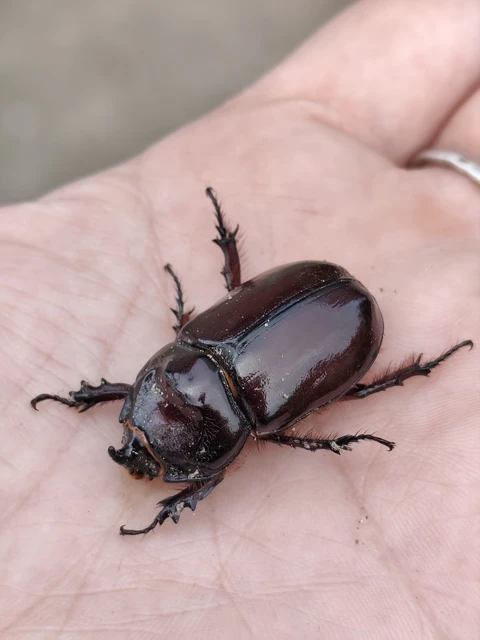 Oryctes nasicornis - orrszarvú bogár Oryctes nasicornis - orrszarvú bogár