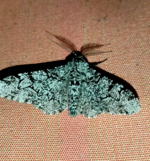 Biston betularia - szürkepettyes araszoló