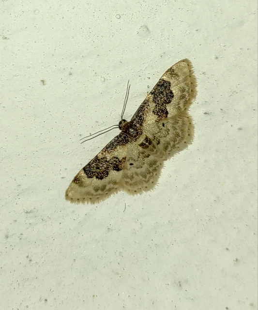 Idaea rusticata - tarka apróaraszoló