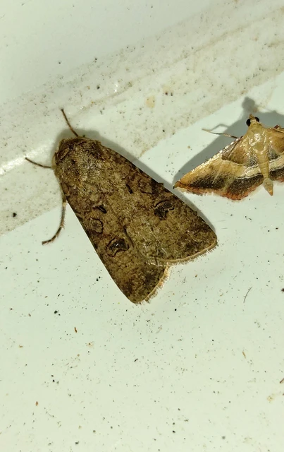 Agrotis segetum - vetési földibagoly