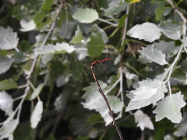 Sympetrum sanguineum - vörös katona-szitakötő Sympetrum sanguineum - vörös katona-szitakötő