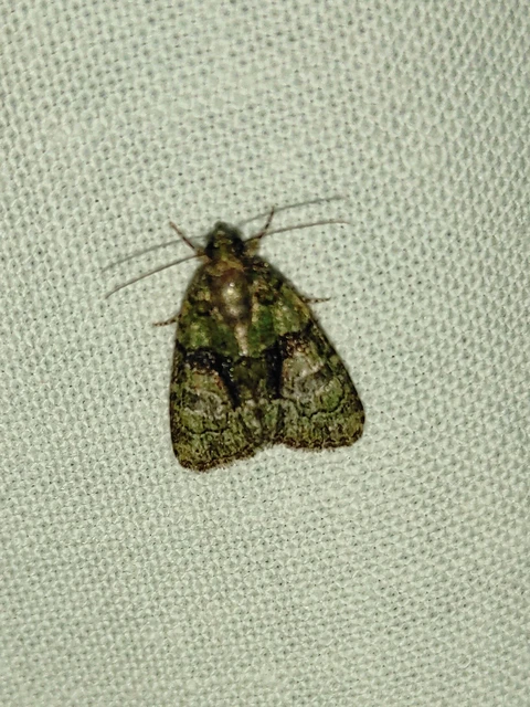 Cryphia algae - sárgászöld zuzmóbagoly