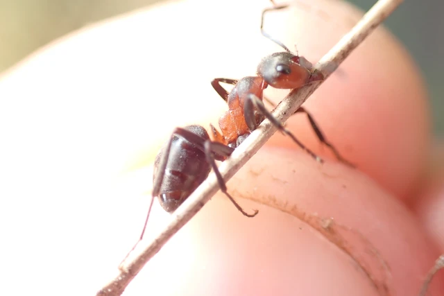 Formica pratensis - réti vöröshangya