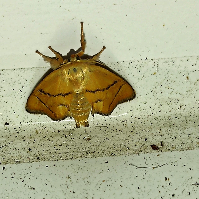 Apoda limacodes - kagylólepke