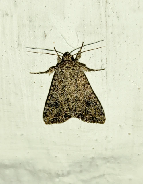 Hadula trifolii - lóherebagoly