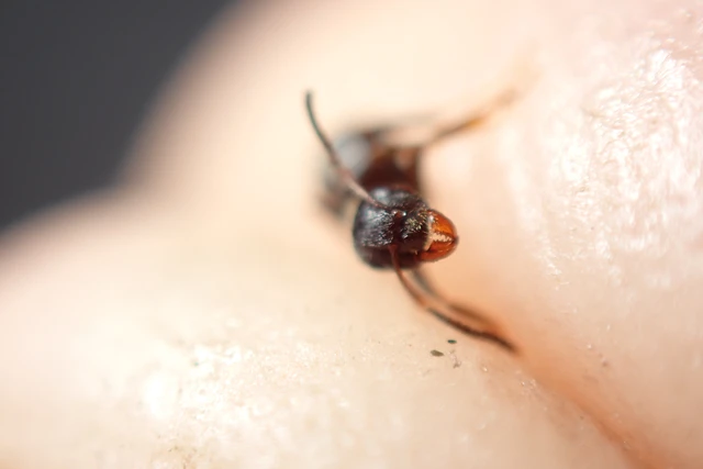 Lasius niger - közönséges feketehangya