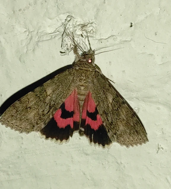 Catocala nupta - piros övesbagoly
