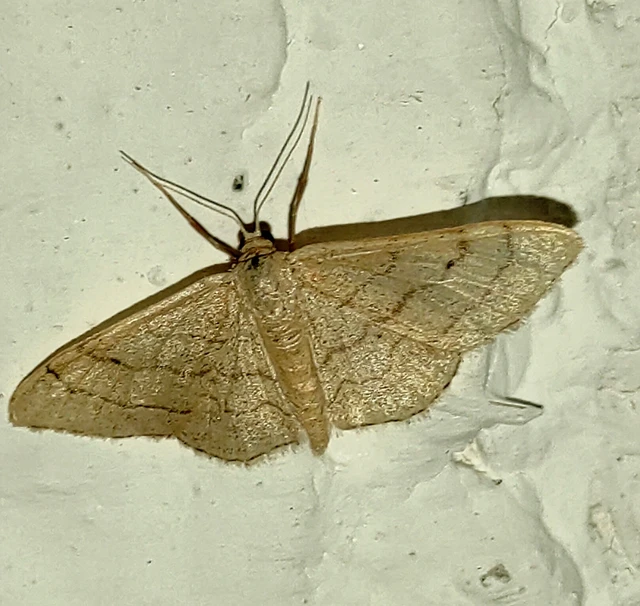 Idaea aversata - nagy sávosaraszoló