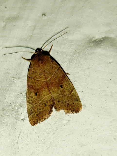 Cosmia trapezina - közönséges lombbagoly