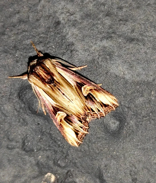 Actinotia polyodon - nagy sugarasbagoly