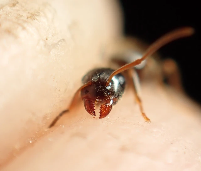 Lasius platythorax - erdei feketehangya