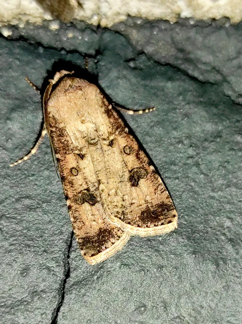 Agrotis segetum - vetési földibagoly