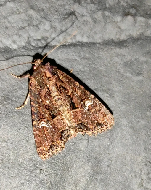 Mesapamea secalella/secalis