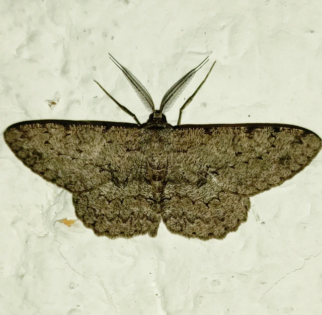 Hypomecis punctinalis - pettyes faaraszoló