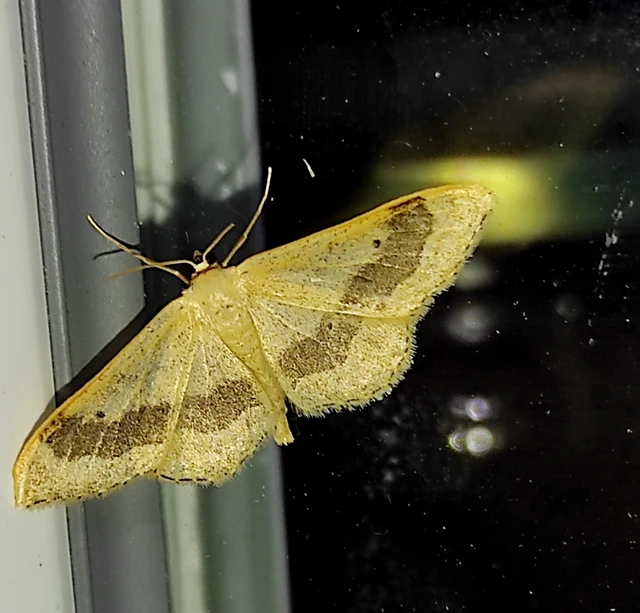 Idaea aversata - nagy sávosaraszoló