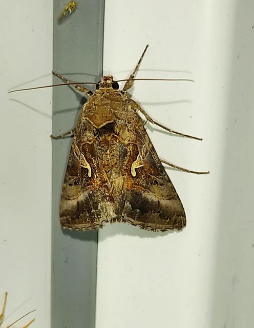 Autographa gamma - gammalepke