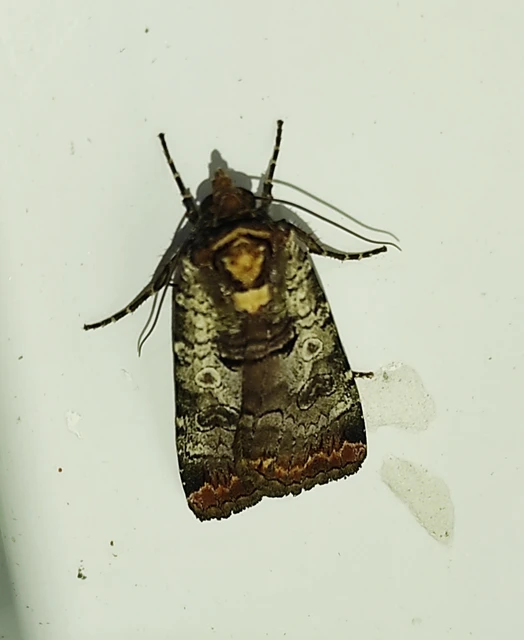 Epilecta linogrisea - karcsú sárgafűbagoly