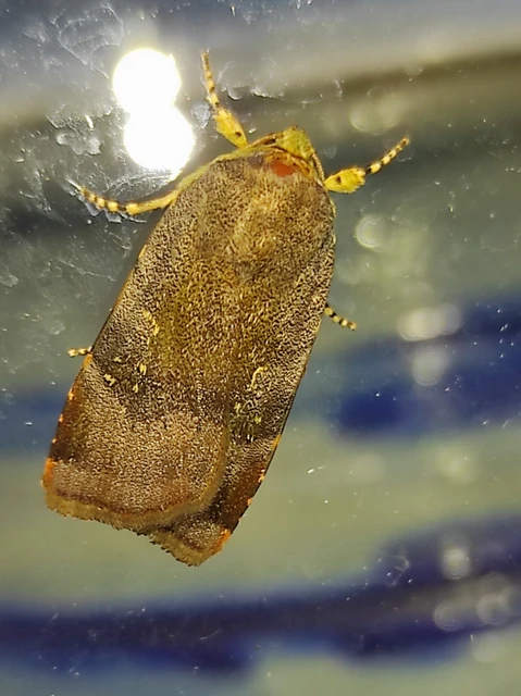 Noctua janthe/janthina