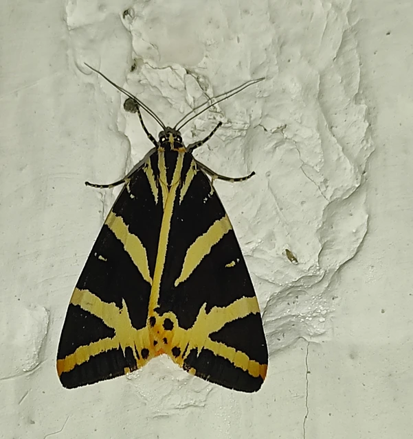 Euplagia quadripunctaria - csíkos medvelepke